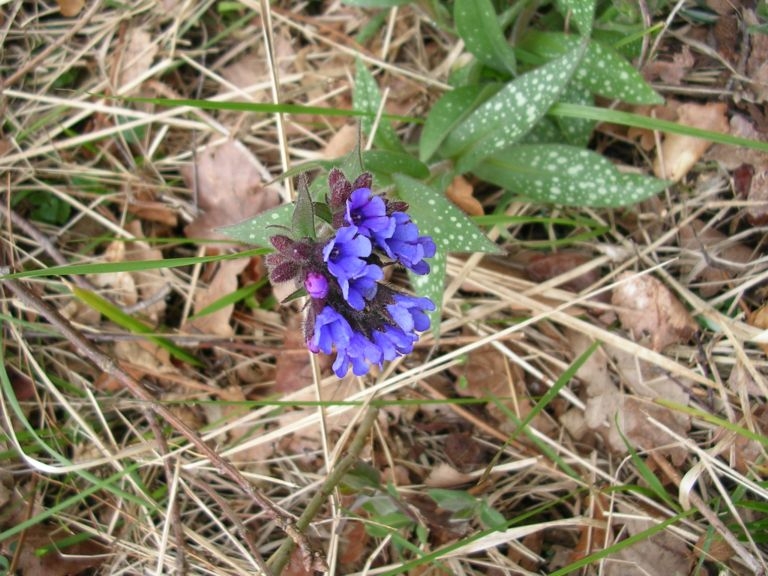Pulmonaire en fleurs